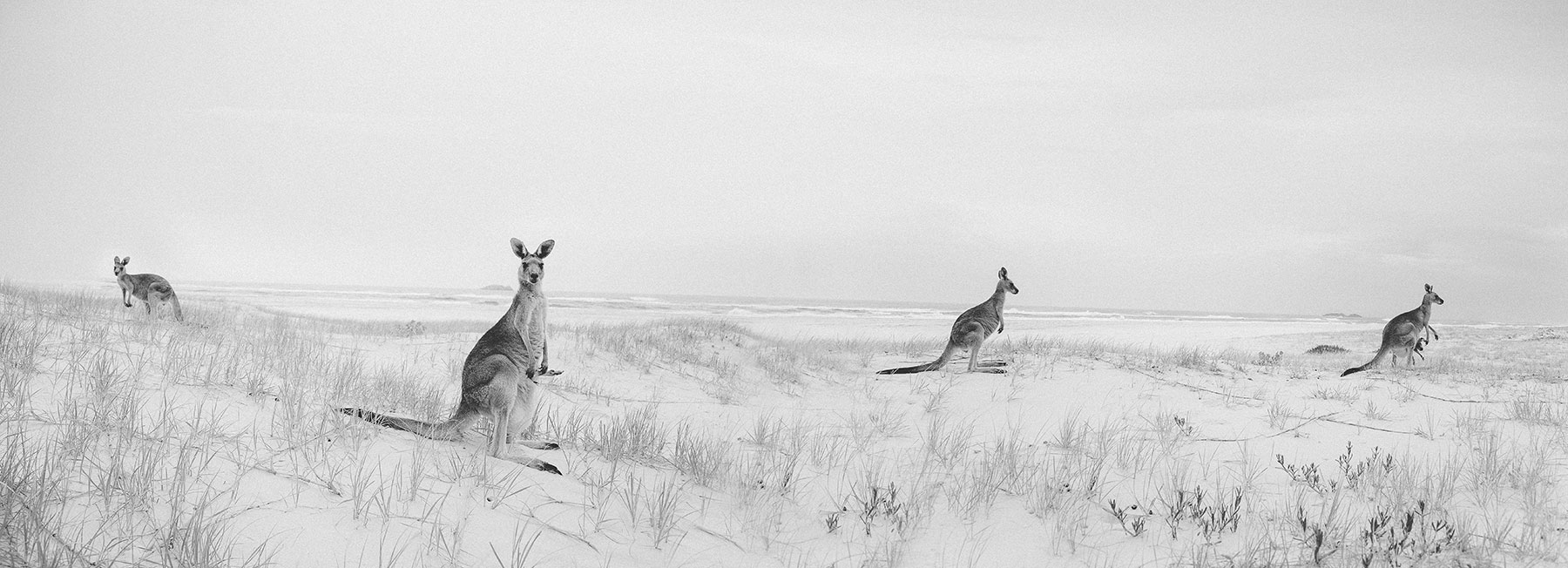 KangaroohighresB&W