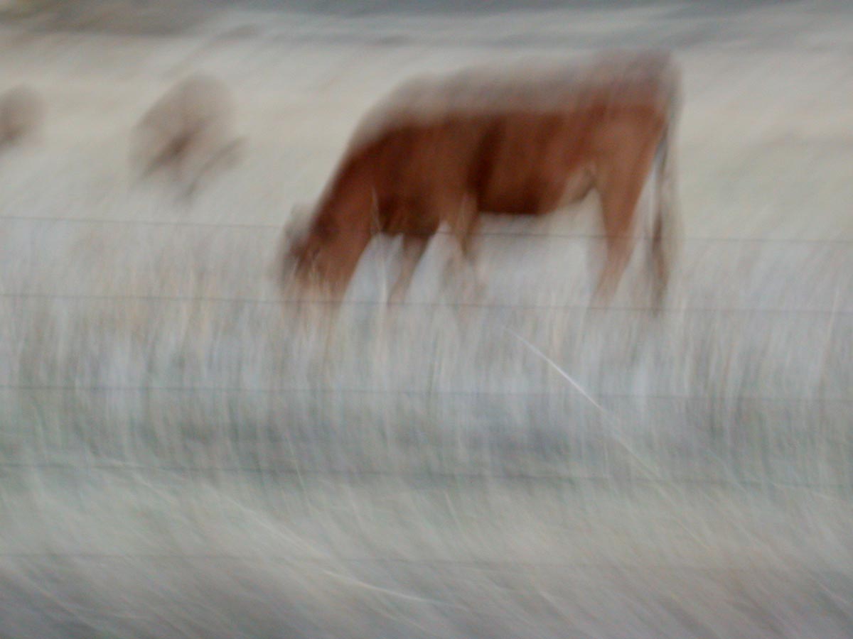 cows2.jpg