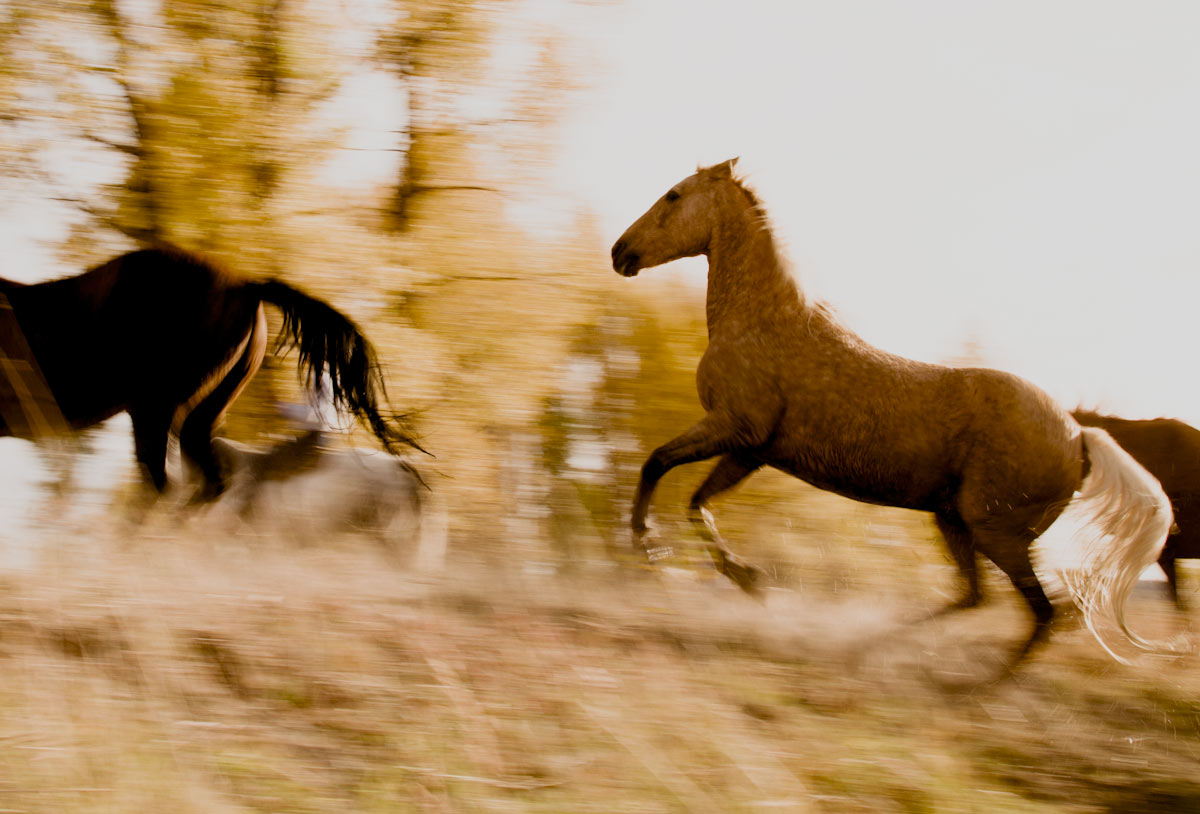 horserunning1.jpg