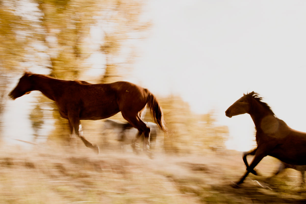 horserunning2.jpg