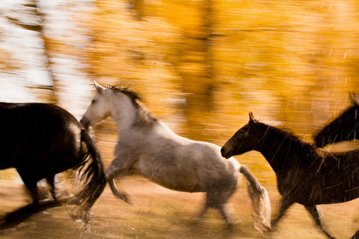 horserunning3.jpg