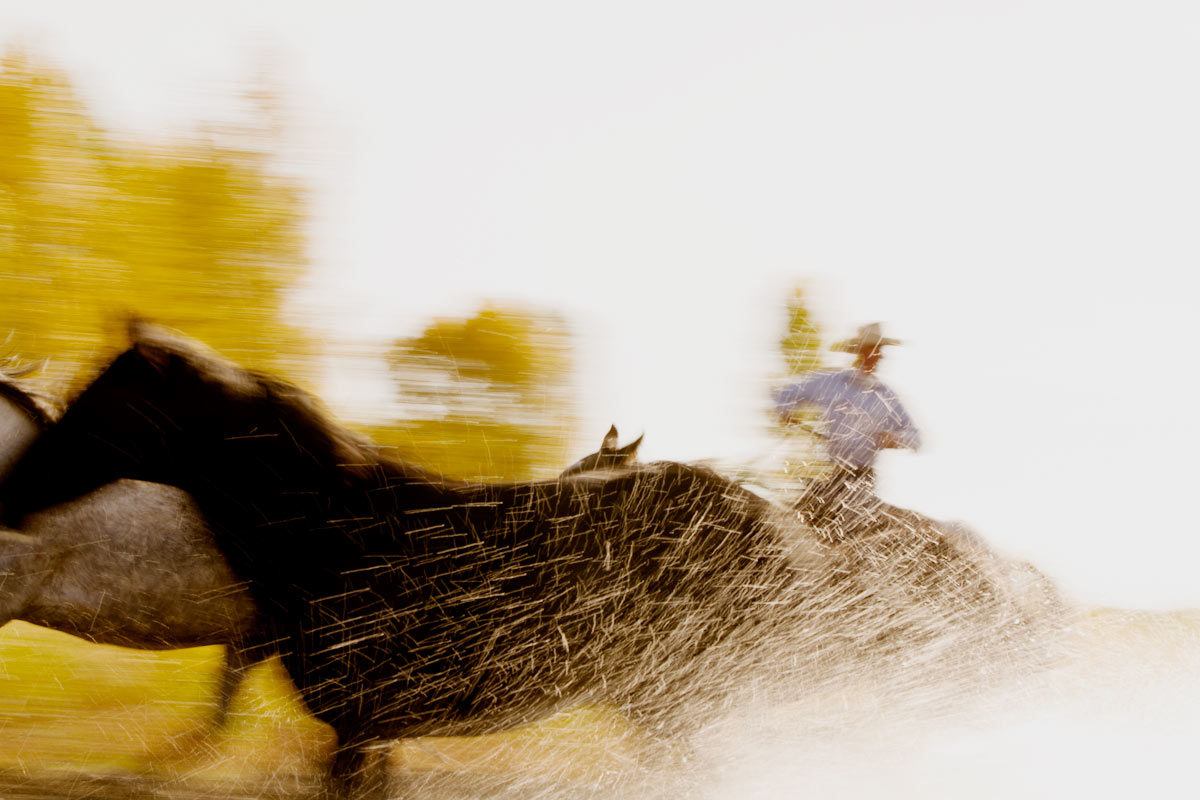 horserunning4.jpg