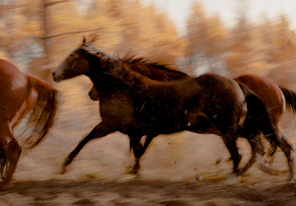 horserunning8.jpg
