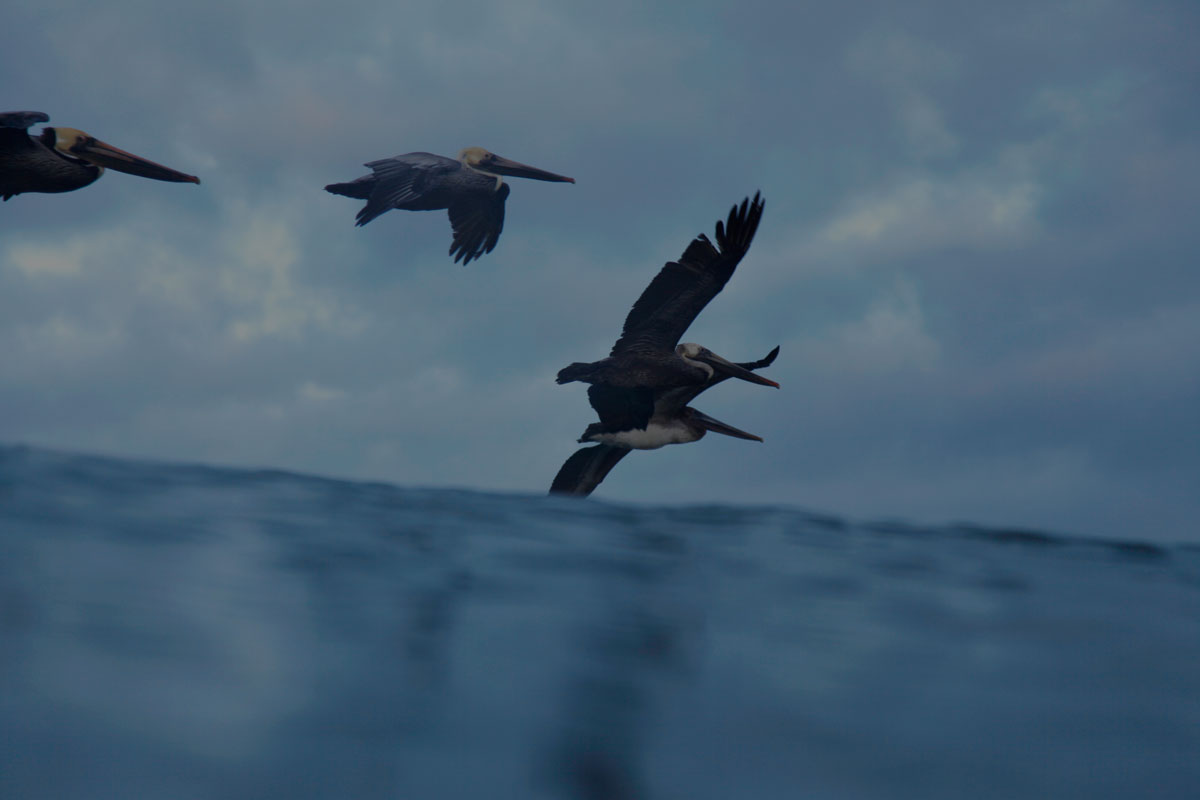pelicans2.jpg