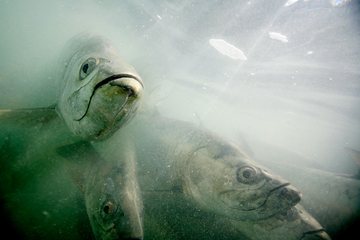 tarpon.jpg